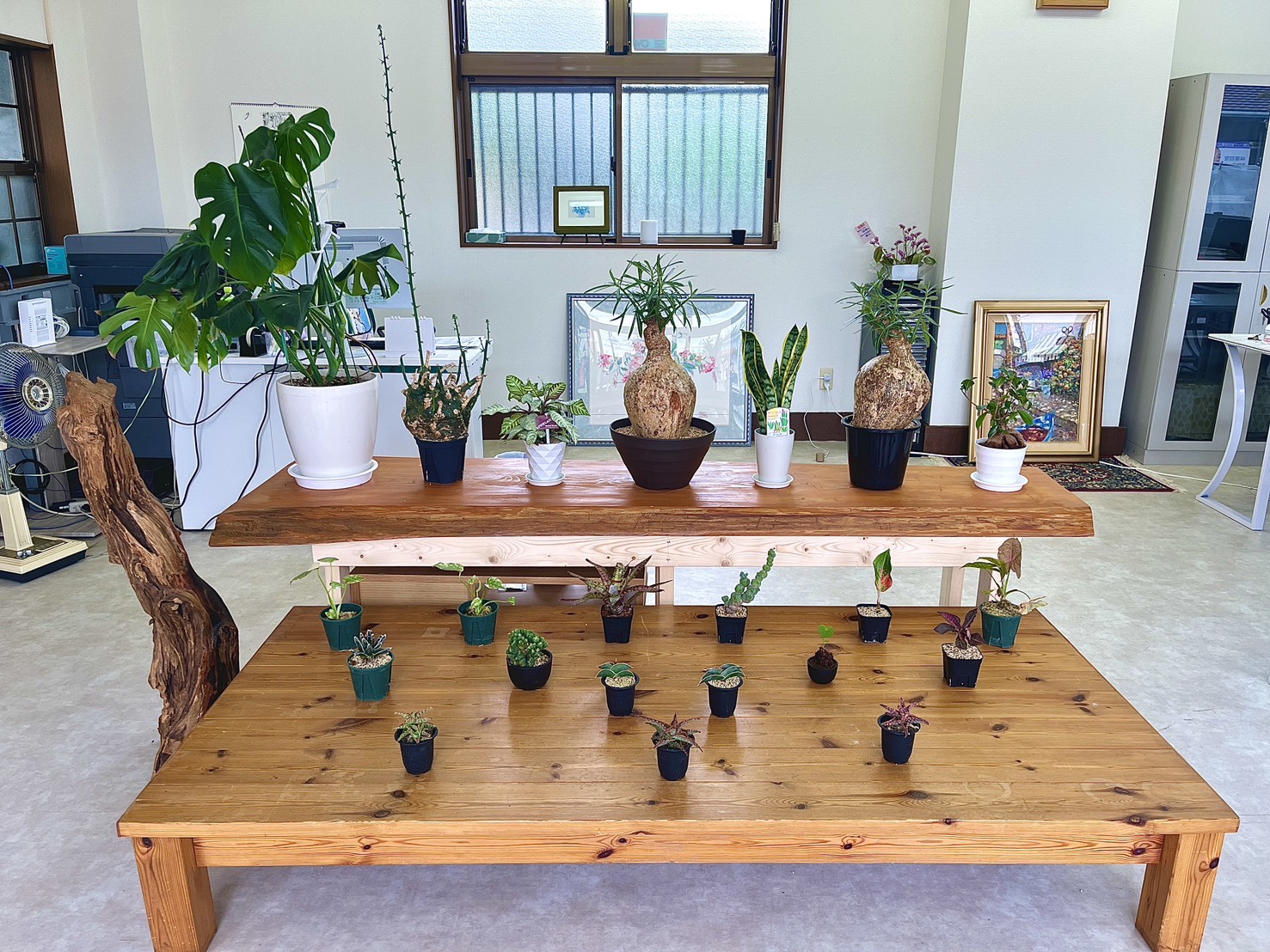 店内の観葉植物ディスプレイ