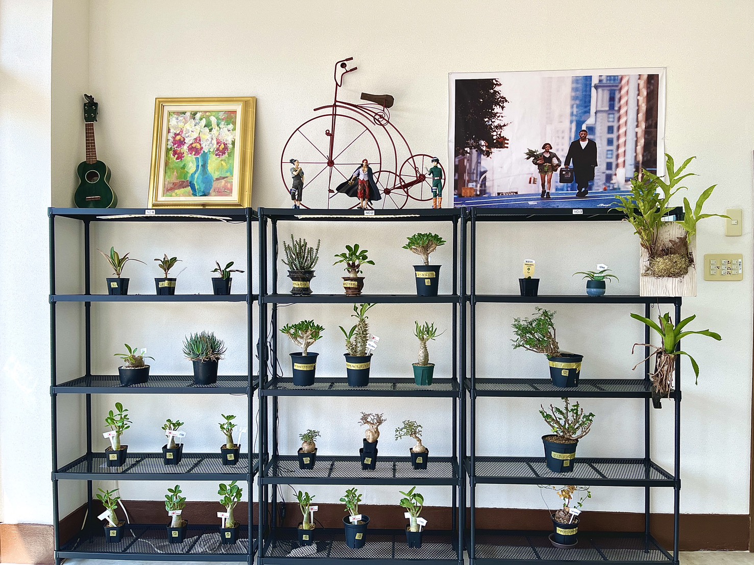 店内の植物棚