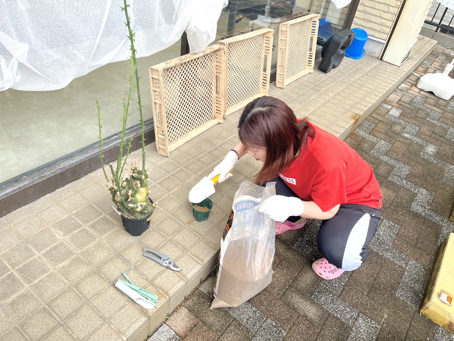 植え替え作業の様子