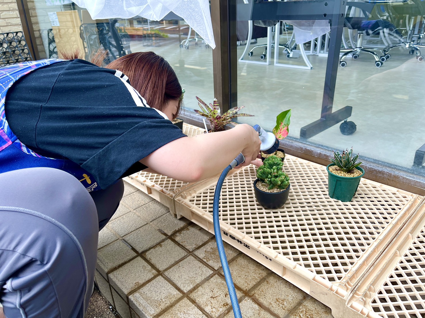 植物への水やりの様子